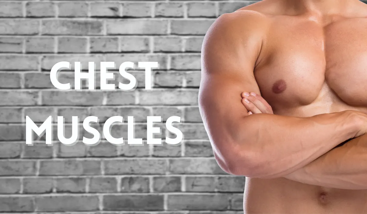 Muscles of The Chest